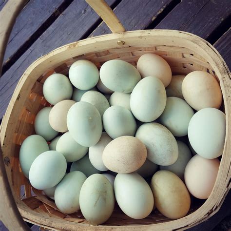 Duck Egg.
